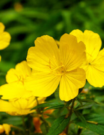 Work From Home Efficiently