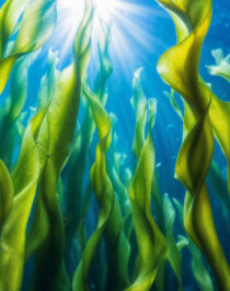 Inflammatory Foods You Should Avoid