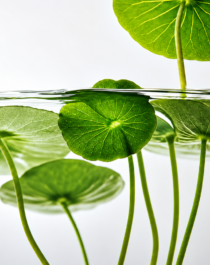 Revitalise Your Liver Naturally